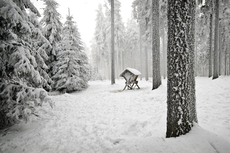 Weihnachten-im-Wald